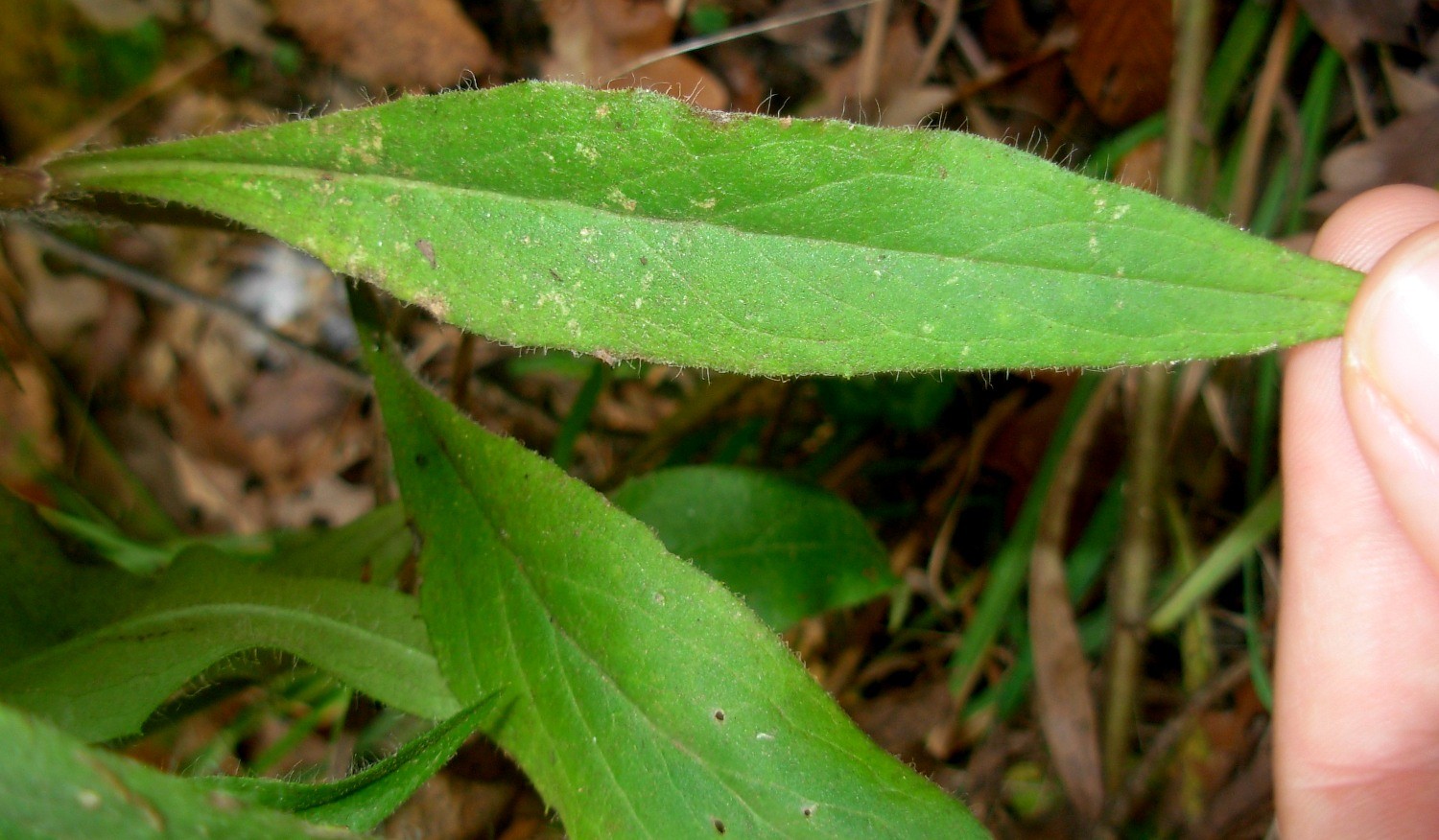 Hieracium neoplatyphyllum Gottschl.